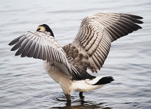 A Brent Goose stretching out it's wings, standing in shallow water